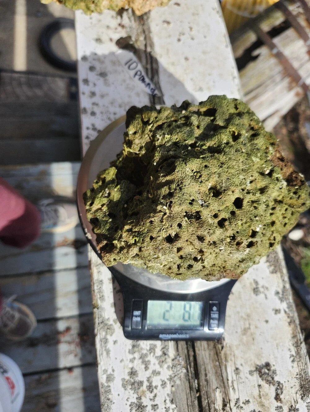 Fiji Dry Base Rock for Saltwater Aquarium Setup Natural Reef Rock Aquascaping